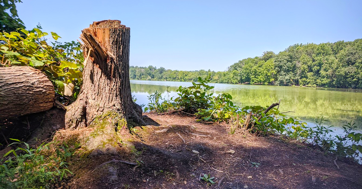 stump next to the Churchville Reservoir in Churchville Nature Center in Churchville Pennsylvania requiring support from an environmental lawyer