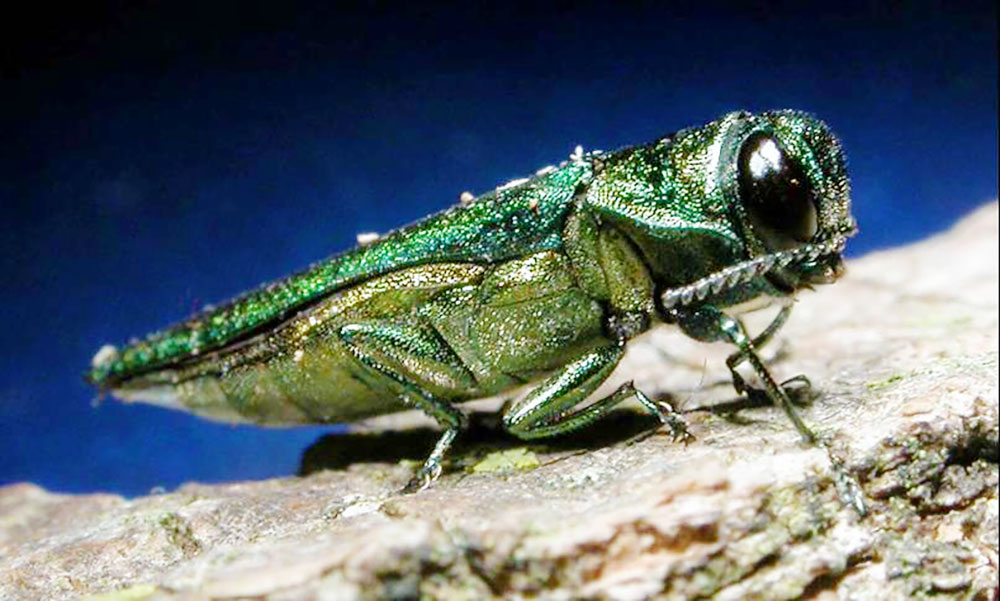 emerald ash borer invasive pennsylvania bug