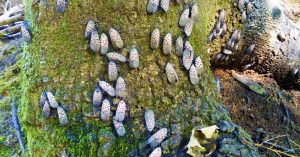 spotted lanternfly on tree trunk of pennsylvania tree