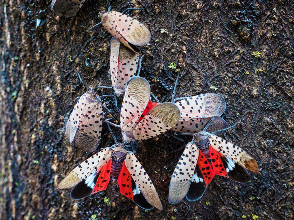 spotted lantern fly