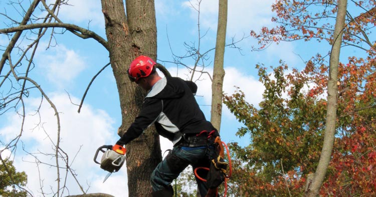 dead ash tree removal due to emerald ash borer in PA | dead tree removal laws
